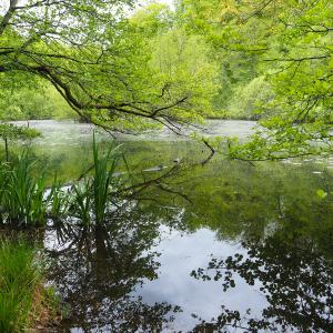 Etang Herrenneuweiher-Bisel©VianneyMuller